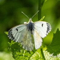 Green Viened White